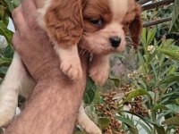 Cavalier king Charles yavruları