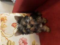 Safkan sıfır numara yorkshire terrier köpekler