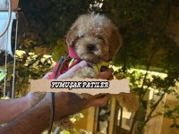 Yavru Toy Poodle Köpeği