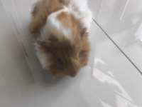 Mayıs Doğumlu Yavru Ginepig
