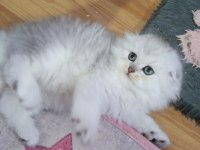 Highland (Longhair) Safkan Kediler Catteryden