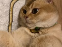 Erkek kedi eş ilanı