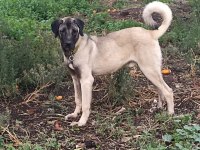 İzmir köpekler
