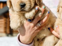 Golden Retriever Yavrular Canlı Görerek Alabilirsiniz
