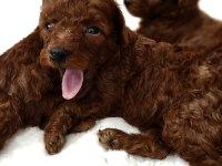 Toypoodle Yavrularımız 