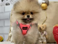 Minik teddy bear pomeranian kızımız