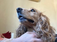 Tatlı kızımız english cocker