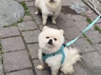 Pomeranian Boo 1 Yaşında