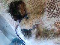 sahiplendirilecek terrier