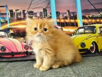 British Longhair Red Erkek
