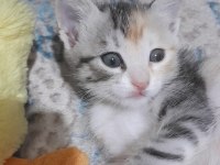NAMİ'NİN YAVRULARINA YUVA ARIYORUZ