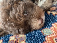 Güzel maltipoo oğlumuza eş arıyoruz