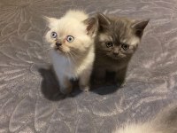 Uyguna ev ortamında bakılmış british shorthair