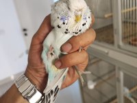 Show Jumbo Muhabbet Kuşları