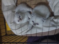Yavru scottish fold kedilerim