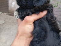 Nadir siyah maltipoo show