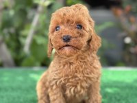 EXOTIC PET CLUB’DAN WC EĞİTİMLİ POODLE YAVRULARI