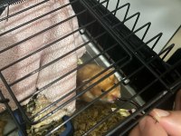 Syrian hamster
