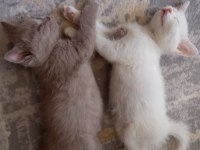 Safkan British Shorthair Bebekler - Renk Renk