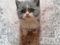 BRİTİSH SHORHAİR 4 BABALIK HAKKI