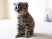 Veteriner kontrollü 45 günlük scottish fold yavrular