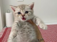 British shorthair yavru