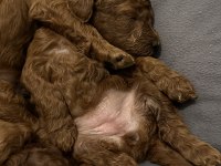 Toy Poodle Köpeklerimiz