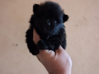 Pomeranian boo bebeklerimiz yeni yuvalarını arıyorlar