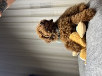 Poodle yavrumuz