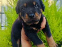 A kalite rottweiler yavruları