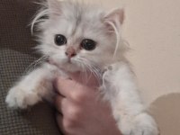 British Longhair Dişi Safkan