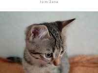Ücretsiz sahiplendirme kedimiz (Lütfen açıklamayı okuyunuz)
