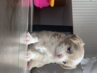 2.5 AYLIK chihuahua KIZIMIZA YUVA ARIYORUZ