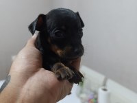 Erkek Dişi Pinscher Yavrularımız