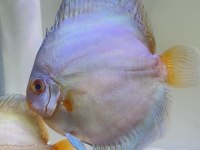 Çift discus eşler balıklar