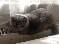 Prenses scottish fold kedimiz duman