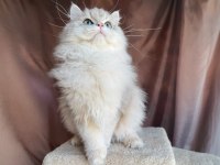Gri british longhair yakışıklı