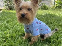 Çok Uyguna Full Aşılı Köpeğimiz