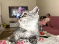 2.5 3 aylık British Shorthair Chinchilla yavrusu