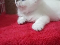 Pamuk şekerlerim british shorthair