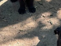 Orjinal Cane Corso Yavru