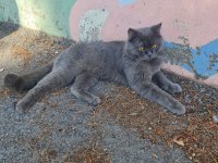 Ücretsiz 1,5 Yaş Erkek British Shorthair