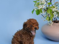 IRK GARANTİLİ TOY POODLE YAVRULARI