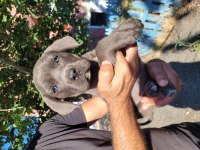 CANE CORSO