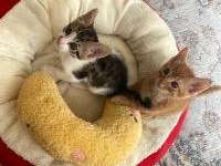 ERKEK KARDEŞ KEDİMİZE ACİL SICAK VE KALICI YUVA