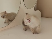 Dişi british shorthair kedisi