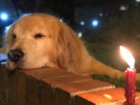Tatlı Golden Retriever bebekler