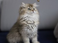 British longhair golden ny25 Dişi