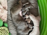 Anne blue - baba blue tan french bulldog yavrular