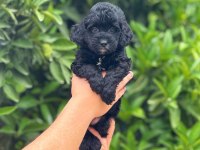 Pamuk şeker tatlılığında siyah maltipoo yavrumuz